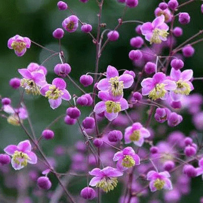 Thalictrum rochebrunianum