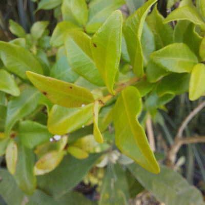 Trachelospermum jasminoides 'Aureum'
