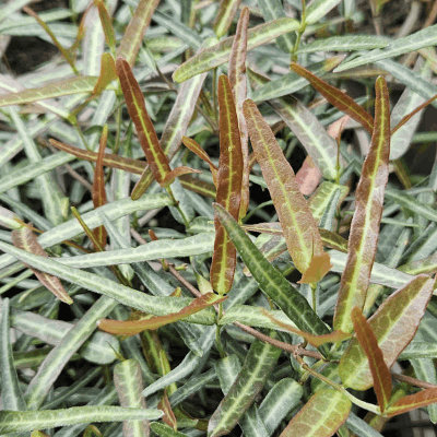 Trachelospermum asiaticum 'Theta'