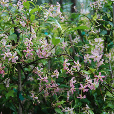 Trachelospermum 'Pink Shower'