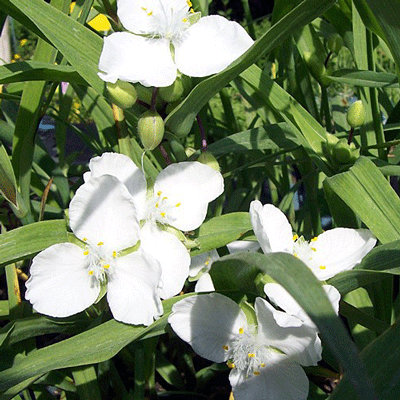Tradescantia x andersoniana 'Innocence'