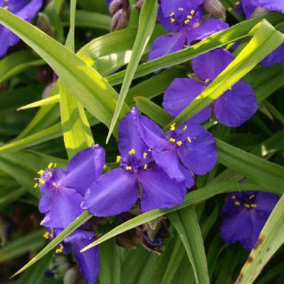 Tradescantia x andersoniana 'Leonora'