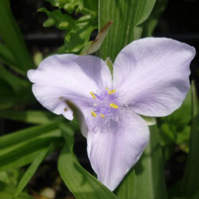 Tradescantia x andersoniana 'Pauline'
