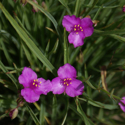 Tradescantia x andersoniana 'Satin Doll'