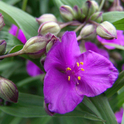 Tradescantia x andersoniana 'Concorde Grape'