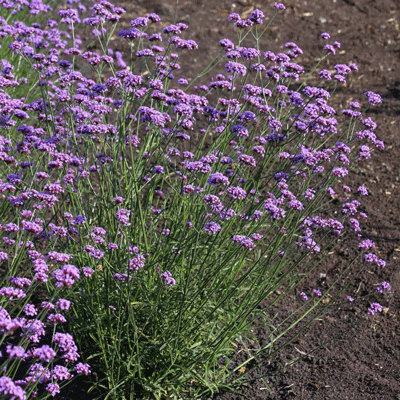 Verbena bonariensis 'Vanity'