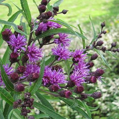 Vernonia lettermannii