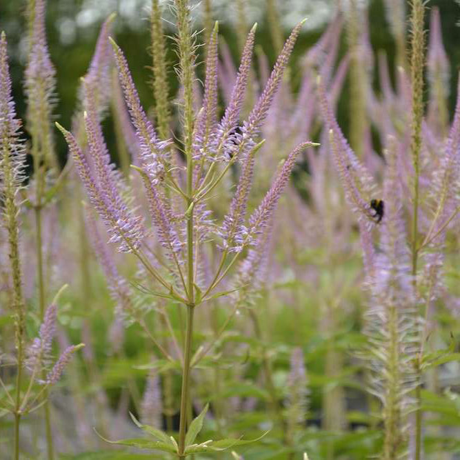 Veronicastrum virginicum Adoration1 ml Veronicastrum virginicum 'Adoration'