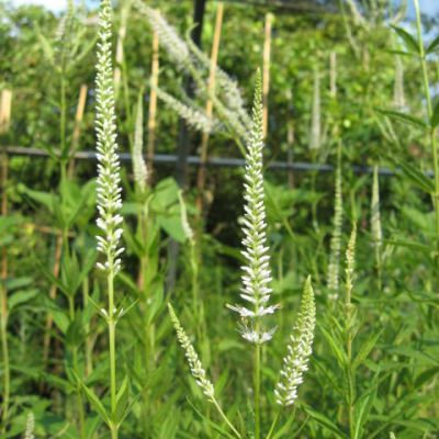 Veronicastrum virginicum 'Album'