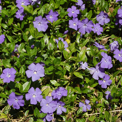 Vinca minor