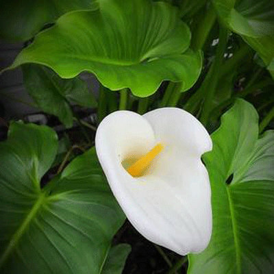 Zantedeschia aethiopica