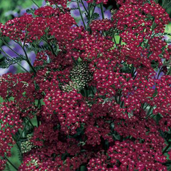 Achillea millefolium 'Cassis'
