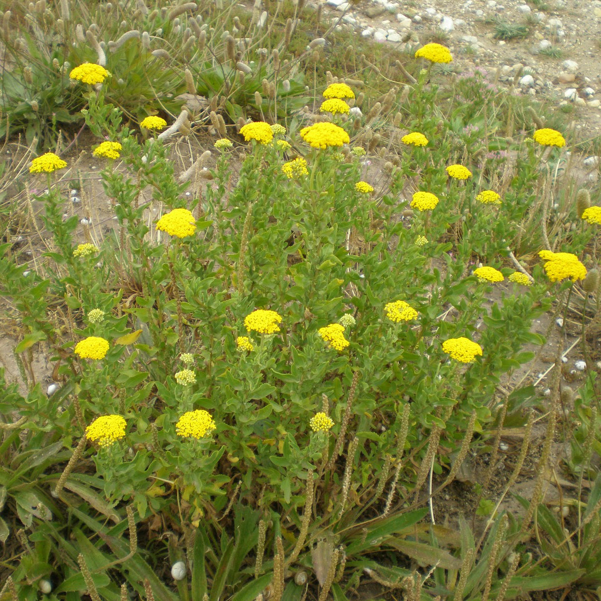 achillea monnwalker Achillea ageratum 'Moonwalker'