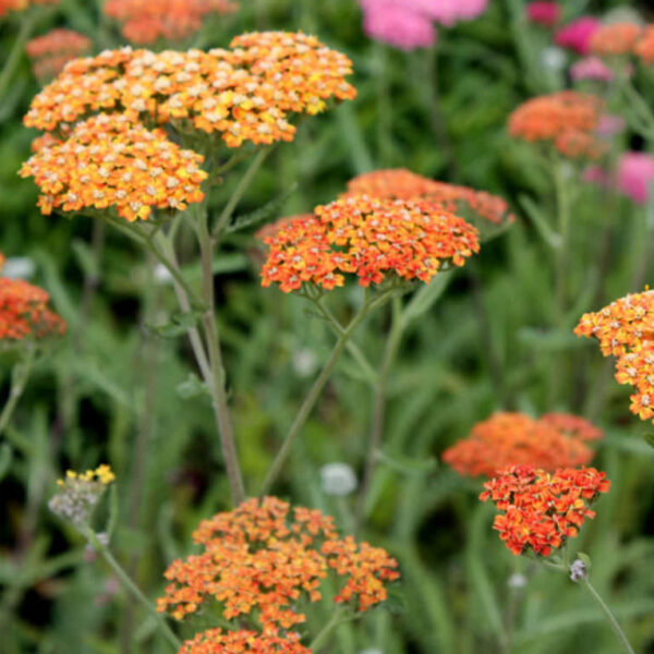 Achillea millefolium 'Terracotta'