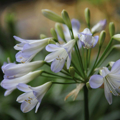 Agapanthus 'Silver Baby'