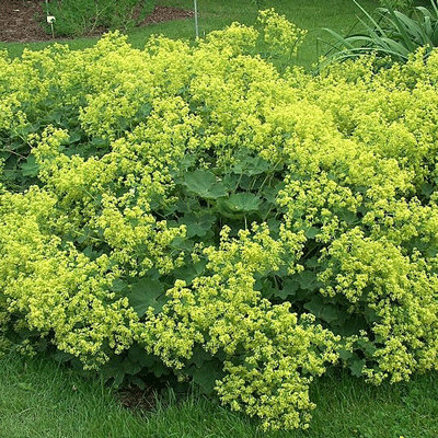 Alchemilla mollis 'Robustica'