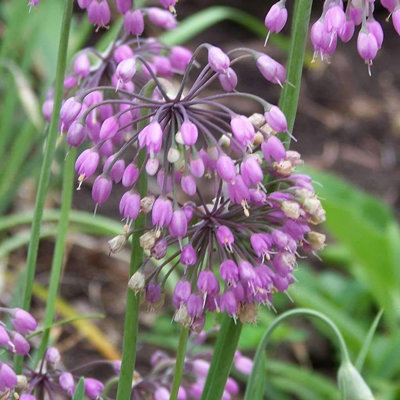 Allium cernuum