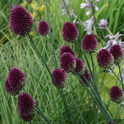 Allium sphaerocephalon