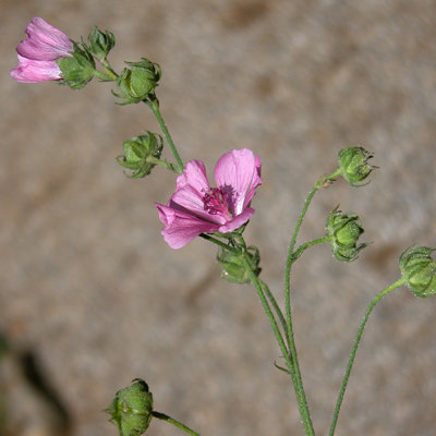 Althea cannabina
