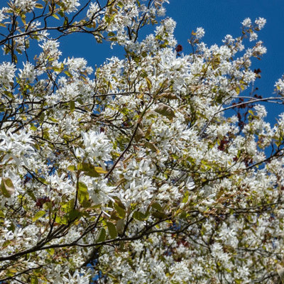 Amelanchier 'Ballerina'