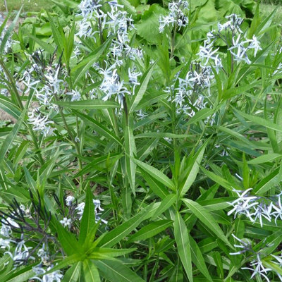 Amsonia angustifolia