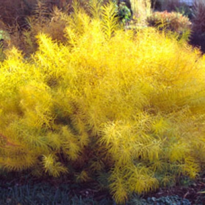 Amsonia hubrichtii