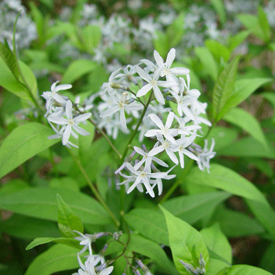 Amsonia rigida