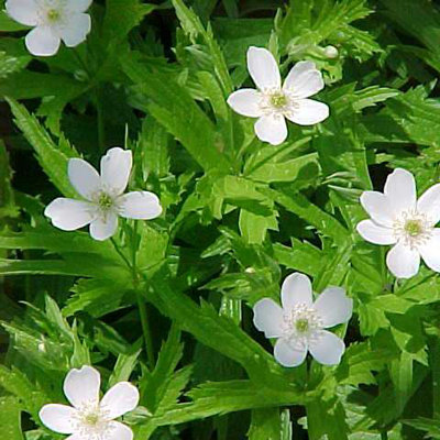 Anemone canadensis