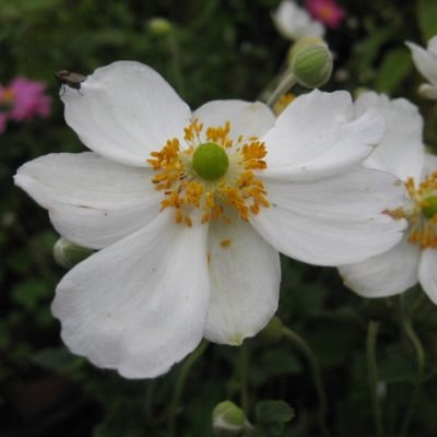 Anemone hyb. 'Honorine Jobert'