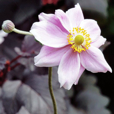 Anemone 'Konigin Charlotte'