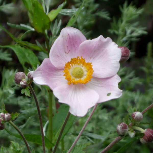 Anemone hyb. 'Overture'