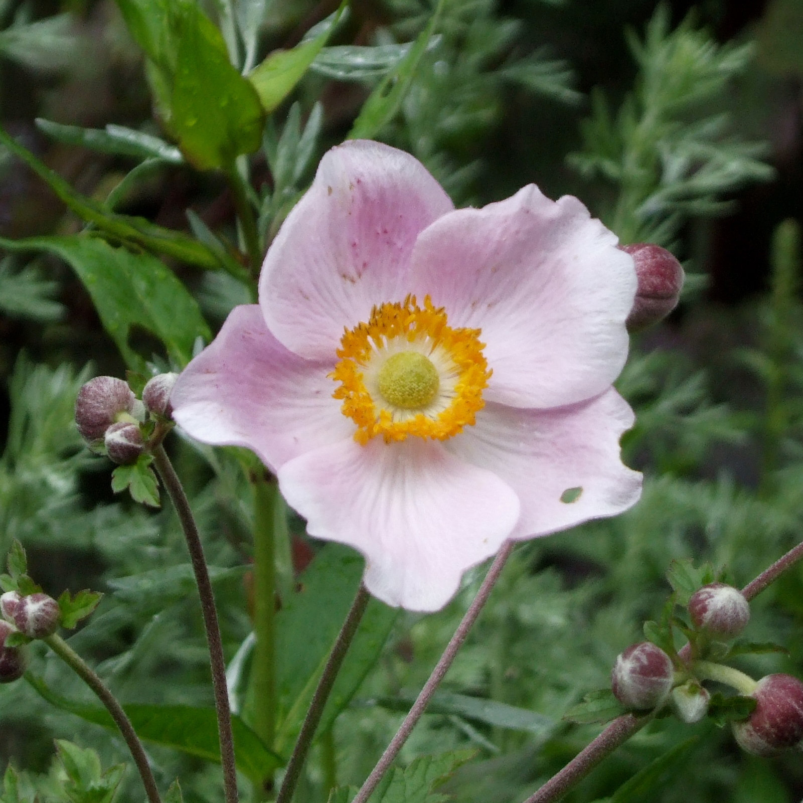 anemone ouverture Anemone hyb. 'Overture'