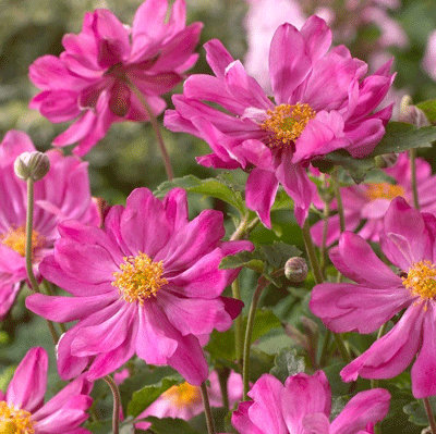 Anemone hupehensis 'Prinz Heinrich'