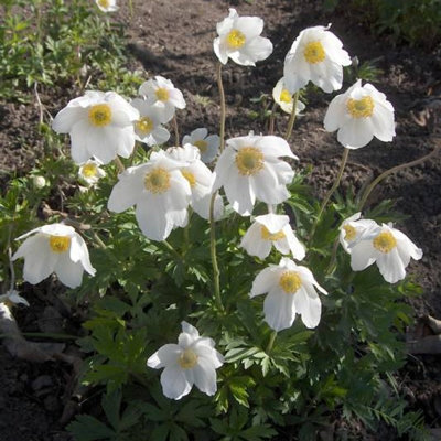 Anemone sylvestris