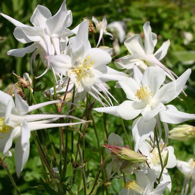 Aquilegia coerulea 'Kristall'