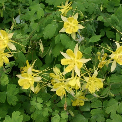 Aquilegia chrysantha 'Denver Gold'