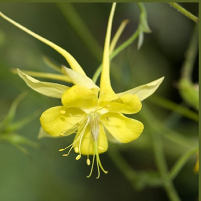 Aquilegia chrysantha 'Yellow Queen'