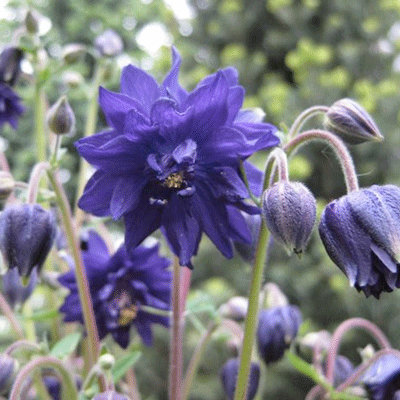 Aquilegia vulgaris 'Blue Barlow'