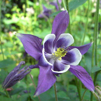 Aquilegia vulgaris