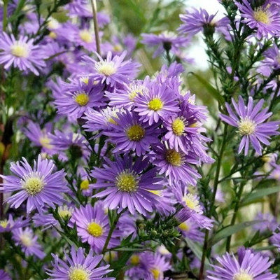 Aster ericoides 'Blue Wonder'