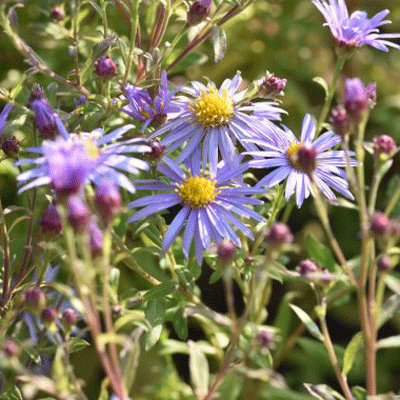 Aster ageratoides 'Eleven Purple'