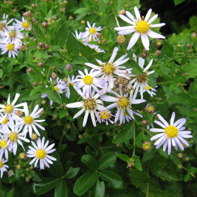 Aster ageratoides 'Asran'