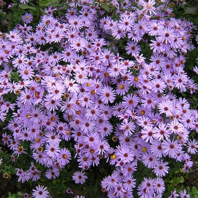 Aster dumosus 'Prof. Kippenberg'