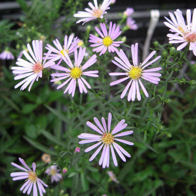 Aster ericoides 'Esther'