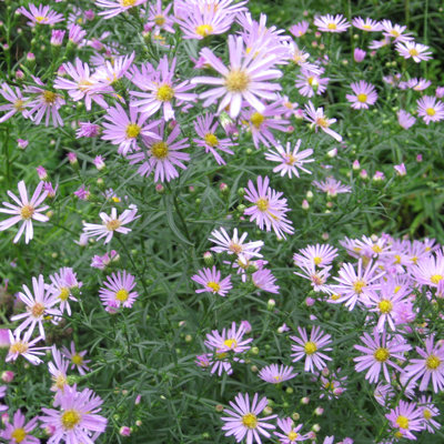 Aster ericoides 'Pink Star'
