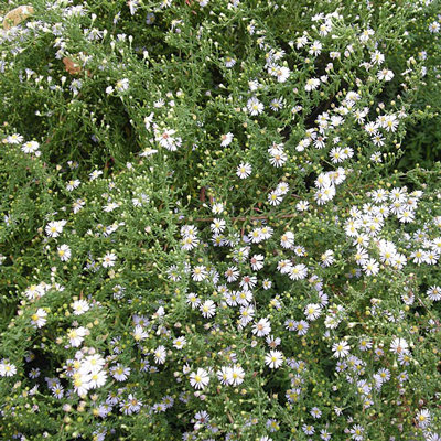 Aster ericoides 'Schneegitter'