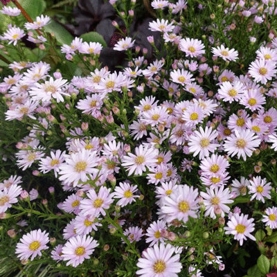 Aster ericoides 'Cyrille'