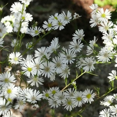 Aster pilosus var. pringlei 'Monte Cassino'