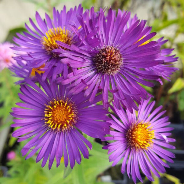 Aster novae angliae 'Violetta'