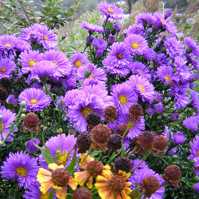 Aster novi belgii 'Eventide'